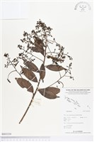 登錄號:BS03258藏品圖，第1張