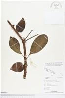 登錄號:BS03261藏品圖，第1張