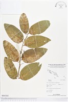 登錄號:BS03262藏品圖，第1張