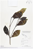 登錄號:BS03263藏品圖，第1張