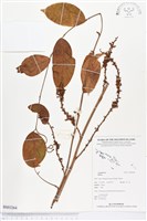 登錄號:BS03264藏品圖，第1張