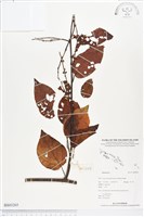 登錄號:BS03265藏品圖，第1張
