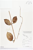 登錄號:BS03266藏品圖，第1張