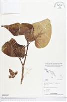 登錄號:BS03267藏品圖，第1張