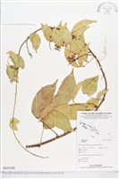 登錄號:BS03268藏品圖，第1張