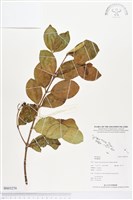 登錄號:BS03270藏品圖，第1張