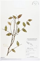 登錄號:BS03271藏品圖，第1張