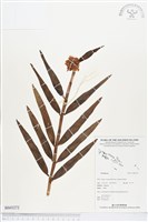 登錄號:BS03272藏品圖，第1張