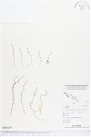 登錄號:BS03274藏品圖，第1張