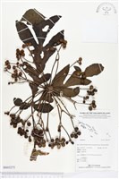 登錄號:BS03275藏品圖，第1張