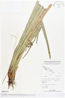 登錄號:BS03276藏品圖，第1張