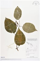 登錄號:BS03279藏品圖，第1張