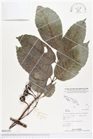 登錄號:BS03281藏品圖，第1張