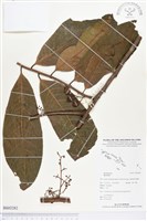 登錄號:BS03282藏品圖，第1張