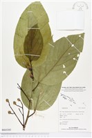 登錄號:BS03283藏品圖，第1張