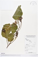 克蘭樹藏品圖，第1張