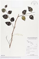 登錄號:BS03285藏品圖，第1張