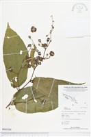 登錄號:BS03286藏品圖，第1張