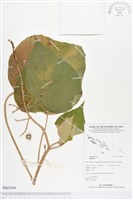 登錄號:BS03288藏品圖，第1張