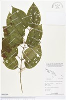 登錄號:BS03289藏品圖，第1張