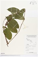 登錄號:BS03290藏品圖，第1張