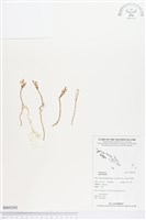 登錄號:BS03292藏品圖，第1張