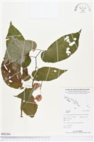 登錄號:BS03294藏品圖，第1張