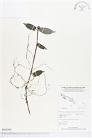 登錄號:BS03296藏品圖，第1張