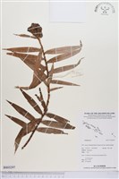 登錄號:BS03297藏品圖，第1張