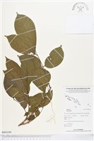 登錄號:BS03298藏品圖，第1張