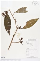 登錄號:BS03299藏品圖，第1張