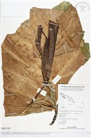 登錄號:BS03300藏品圖，第1張