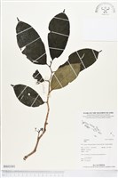 登錄號:BS03301藏品圖，第1張