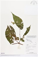 登錄號:BS03302藏品圖，第1張