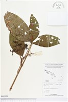 登錄號:BS03304藏品圖，第1張