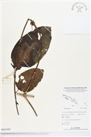 登錄號:BS03305藏品圖，第1張