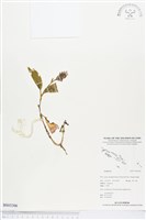 登錄號:BS03306藏品圖，第1張