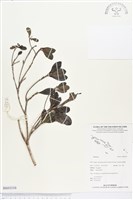 登錄號:BS03310藏品圖，第1張