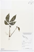 登錄號:BS03312藏品圖，第1張