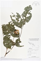 登錄號:BS03313藏品圖，第1張