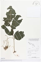 登錄號:BS03314藏品圖，第1張