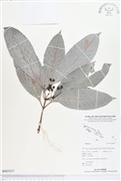 登錄號:BS03317藏品圖，第1張