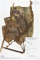 登錄號:BS03320藏品圖，第1張