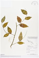 守宮木藏品圖，第1張