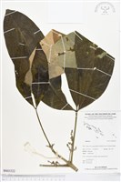 登錄號:BS03322藏品圖，第1張