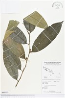 登錄號:BS03323藏品圖，第1張