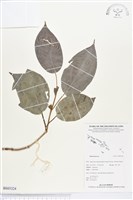 登錄號:BS03324藏品圖，第1張