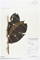 登錄號:BS03325藏品圖，第1張