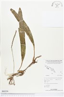 登錄號:BS03326藏品圖，第1張