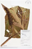 登錄號:BS03328藏品圖，第1張